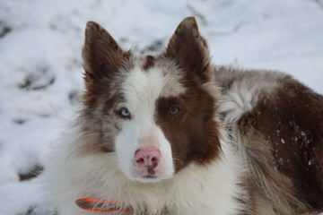 Enchantment Roadrunner Border Collies - Dog Breeders