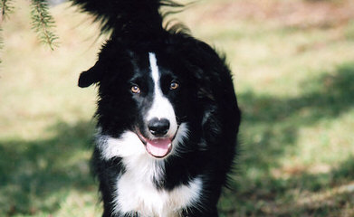 Show Me Border Collies - Dog Breeders