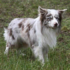 Seven Links Ranch Border Collies - Dog Breeders