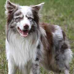 Show Me Border Collies - Dog Breeders