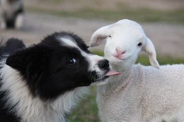 Milangimbi Kennels - Dog Breeders