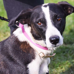 Show Me Border Collies - Dog Breeders