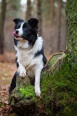 Flame of Phoenix border collie kennel - Dog and Puppy Pictures