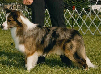 Wall 2 Wall Border Collies - Dog and Puppy Pictures