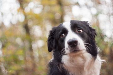 Kiltaire Border Collies - Dog Breeders