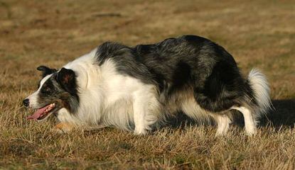 Wall 2 Wall Border Collies - Dog and Puppy Pictures