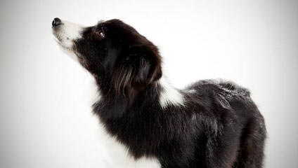 Border Collies For Sale - Dog Breeders