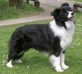 Seven Links Ranch Border Collies - Dog Breeders