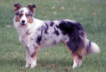 Enchantment Roadrunner Border Collies - Dog Breeders