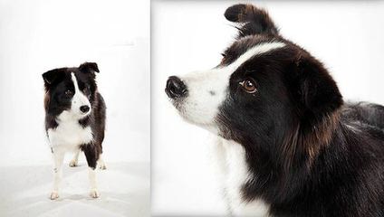 Show Me Border Collies - Dog and Puppy Pictures