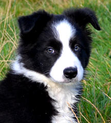 Robatife Border Collies - Dog Breeders