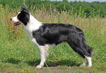 Kiltaire Border Collies - Dog Breeders