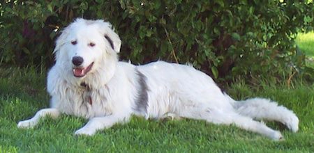 Kiltaire Border Collies - Dog Breeders