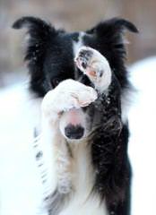 Biscuit Eaters K9 - Dog Breeders