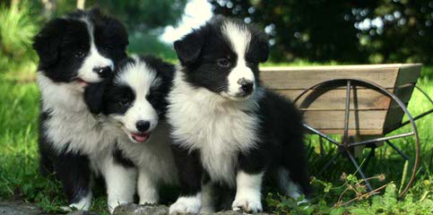 Wall 2 Wall Border Collies - Dog Breeders