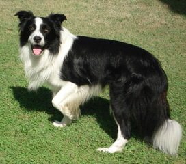 Kiltaire Border Collies - Dog Breeders