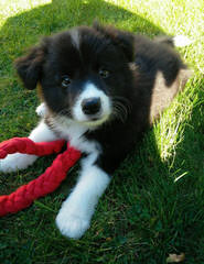 Wall 2 Wall Border Collies - Dog Breeders