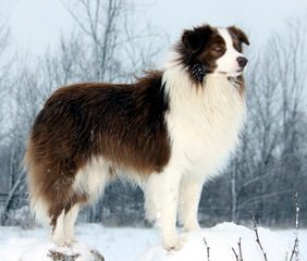 FLAT CREEK BORDER COLLIES - Dog and Puppy Pictures