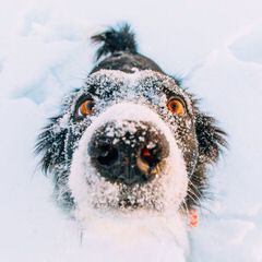 Jordyalan Border Collies - Dog Breeders