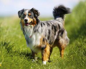 Enchantment Roadrunner Border Collies - Dog Breeders