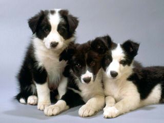 J. Mil Border Collies - Dog Breeders