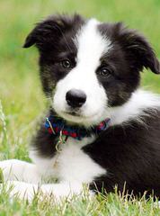 FLAT CREEK BORDER COLLIES - Dog Breeders