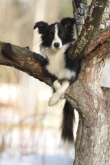 Border Collie Pups - Dog Breeders