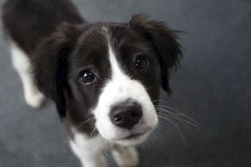 Border Collie Pups - Dog Breeders