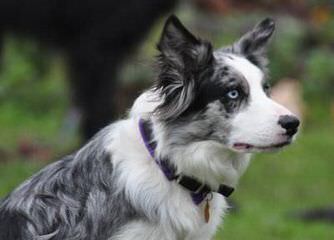 FLAT CREEK BORDER COLLIES - Dog and Puppy Pictures