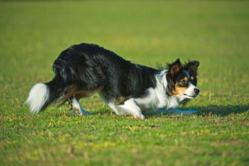 Tomasz Pecold - Dog Breeders