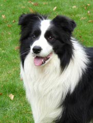 FLAT CREEK BORDER COLLIES - Dog Breeders