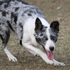 Seven Links Ranch Border Collies - Dog Breeders