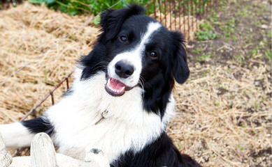 Flame of Phoenix border collie kennel - Dog Breeders