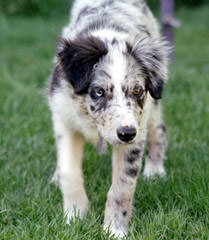 Painted Stars Farm Border Collie - Dog Breeders