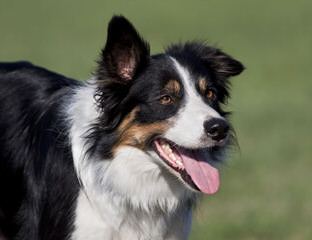 Arizona Border Collies - Dog and Puppy Pictures