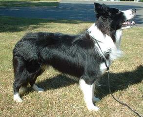 Painted Stars Farm Border Collie - Dog and Puppy Pictures