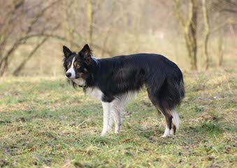 Painted Stars Farm Border Collie - Dog Breeders