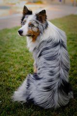 Flame of Phoenix border collie kennel - Dog Breeders