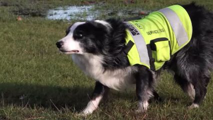 Enchantment Roadrunner Border Collies - Dog and Puppy Pictures