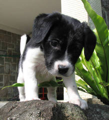 Border Collie Puppies - Dog and Puppy Pictures