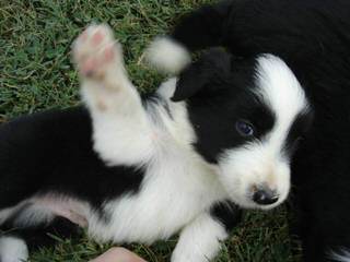 J. Mil Border Collies - Dog and Puppy Pictures