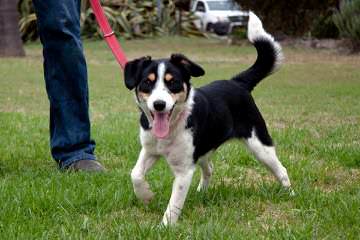 Border Collie Stud Wanted - Dog and Puppy Pictures