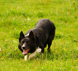 In the Pines Farm - Dog and Puppy Pictures