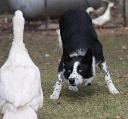 Rupproaring Border Collies - Dog and Puppy Pictures