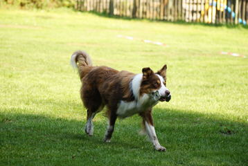 Arizona Border Collies - Dog Breeders