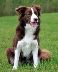 J. Mil Border Collies - Dog Breeders