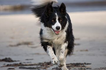 Highland Kennels Border Collies And Australian Kelpies. - Dog and Puppy Pictures