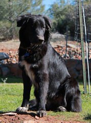 Flame of Phoenix border collie kennel - Dog and Puppy Pictures