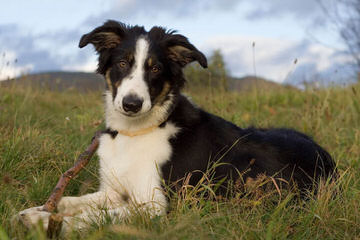 K&T Border Collies - Dog Breeders