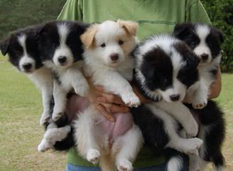 Border Collies For Sale - Dog Breeders